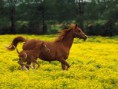 /album/photos-de-chevaux-poneys-anes-/fil24175-jpg/