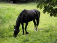 /album/photos-de-chevaux-poneys-anes-/photo-de-cheval-noir-5-jpg/